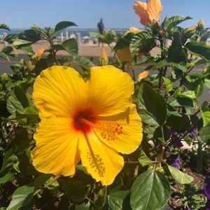 Meet your Posher, Carla